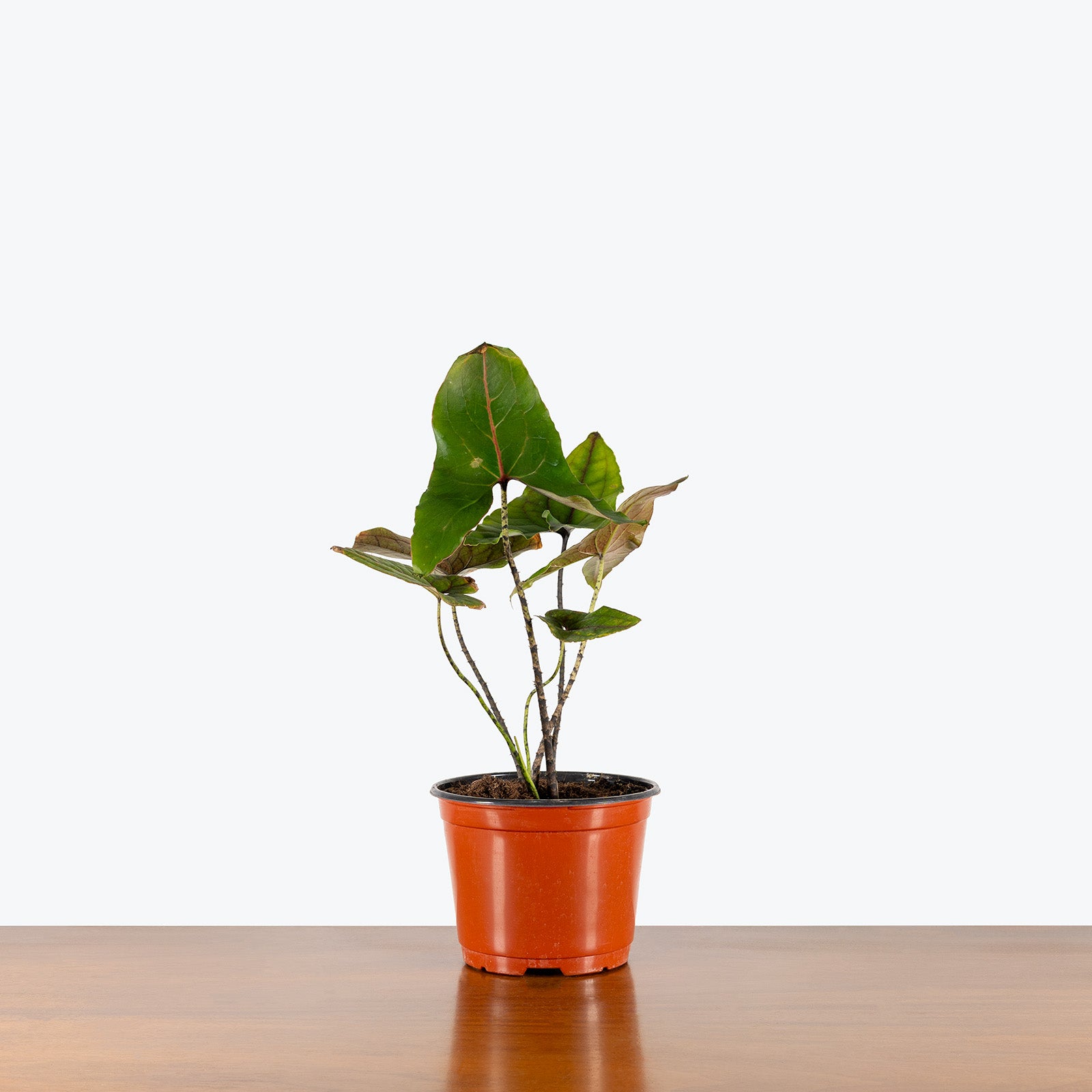 Cyrtosperma Johnstonii | Care Guide and Pro Tips - Delivery from Toronto across Canada - JOMO Studio