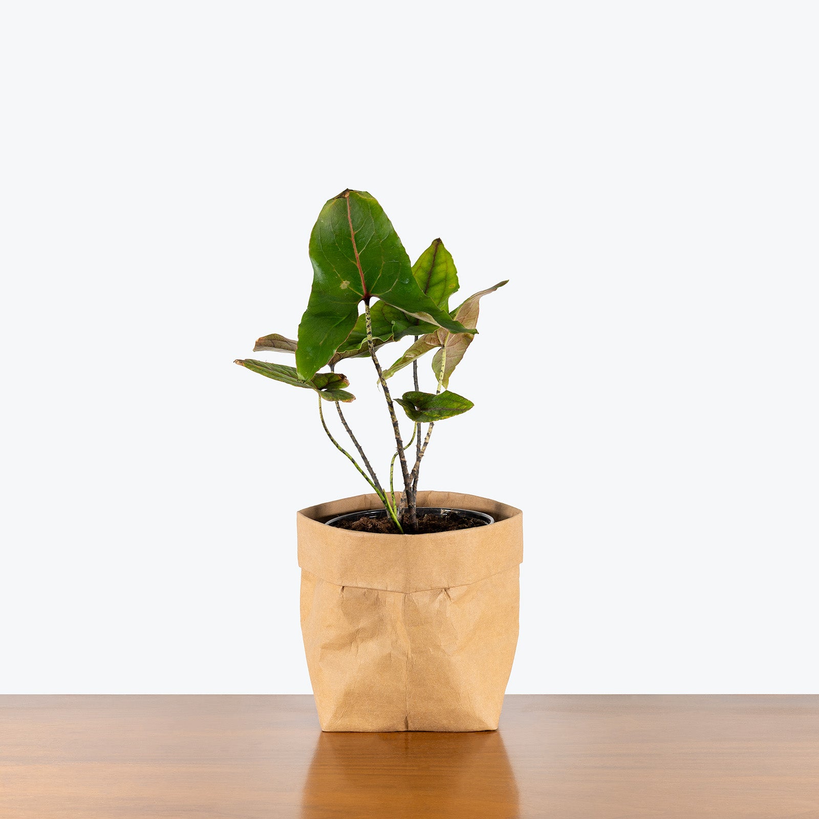 Cyrtosperma Johnstonii | Care Guide and Pro Tips - Delivery from Toronto across Canada - JOMO Studio