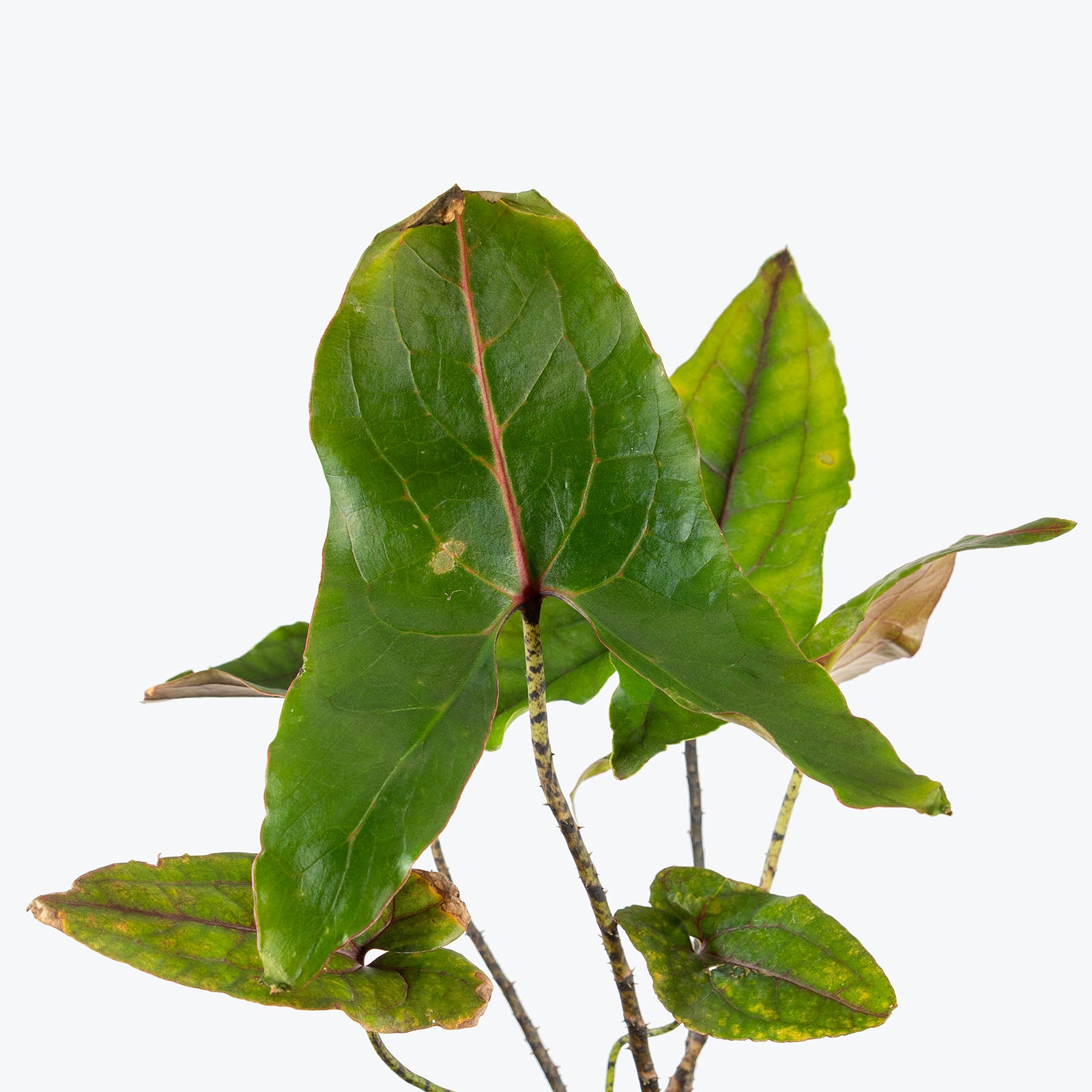 Cyrtosperma Johnstonii | Care Guide and Pro Tips - Delivery from Toronto across Canada - JOMO Studio