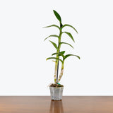 Dendrobium Orchid — 4" Pot (assorted flower colour)