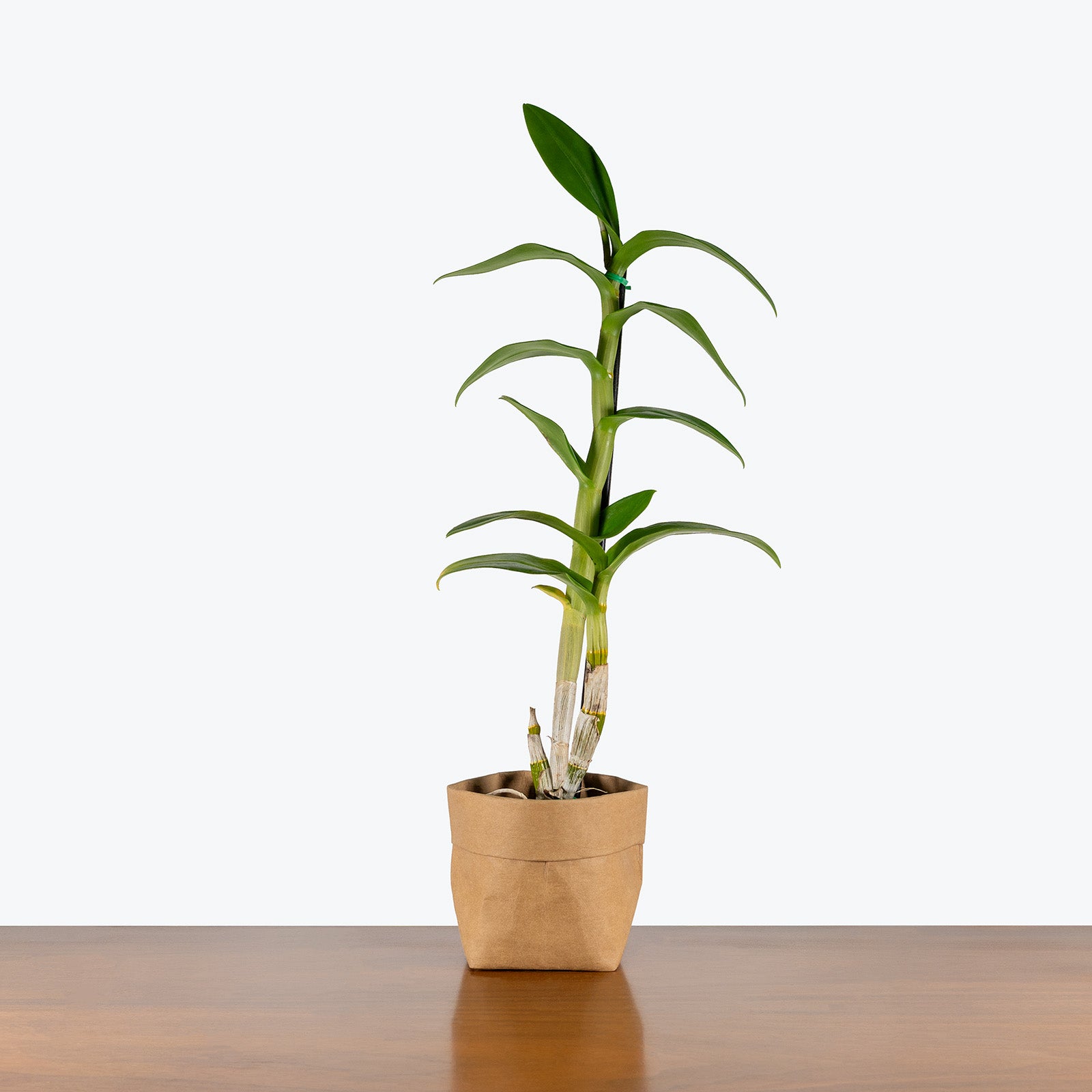 Dendrobium Orchid | Care Guide and Pro Tips - Delivery from Toronto across Canada - JOMO Studio