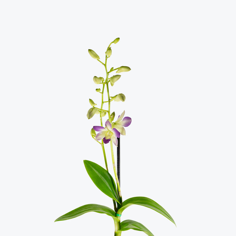 Dendrobium Orchid | Care Guide and Pro Tips - Delivery from Toronto across Canada - JOMO Studio