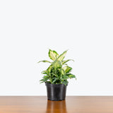 Dieffenbachia Cool Beauty — 6" Pot