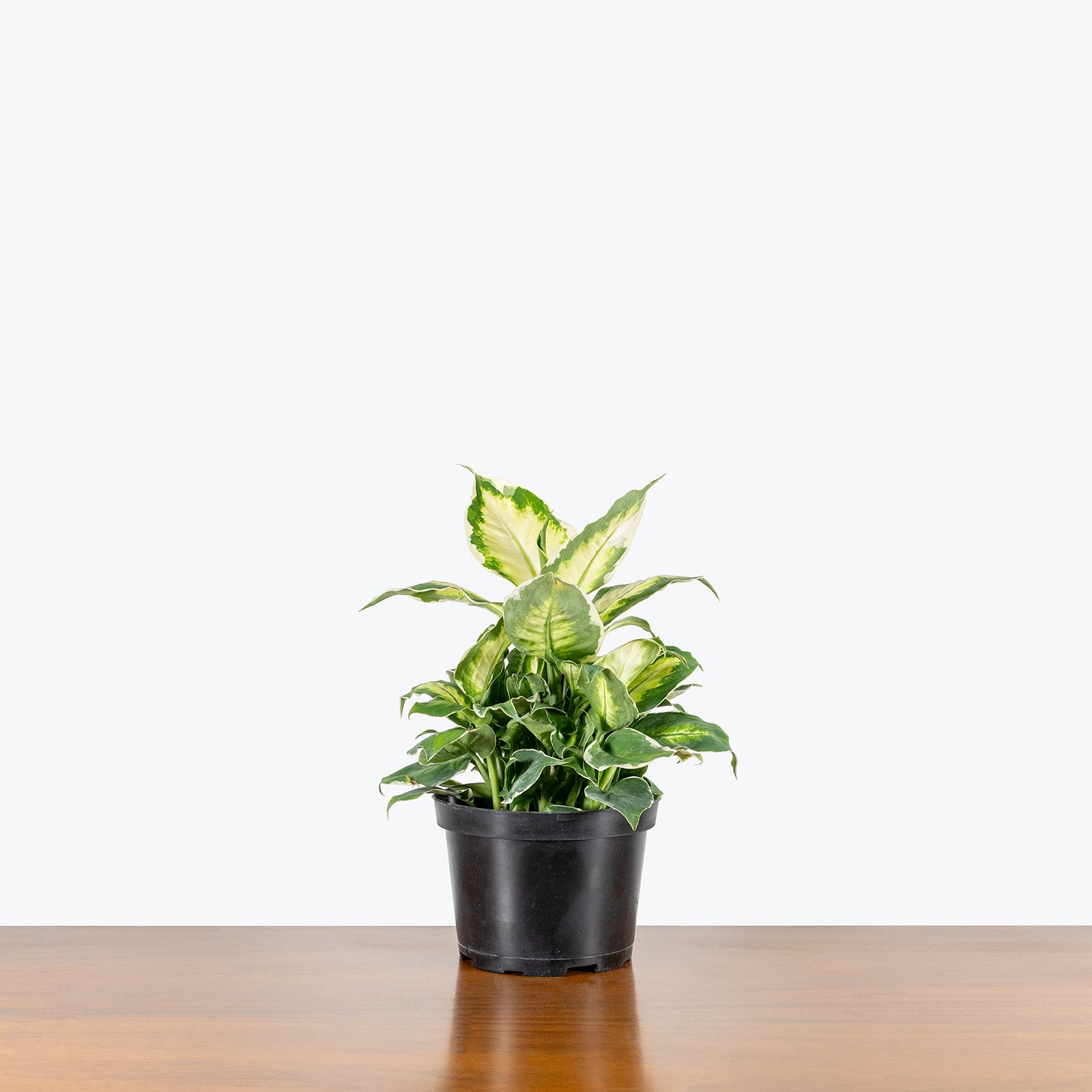 Dieffenbachia Cool Beauty | Care Guide and Pro Tips - Delivery from Toronto across Canada - JOMO Studio