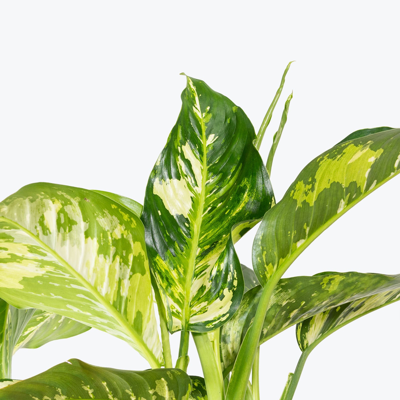 Dieffenbachia Puerto Rico Variegated | Care Guide and Pro Tips - Delivery from Toronto across Canada - JOMO Studio