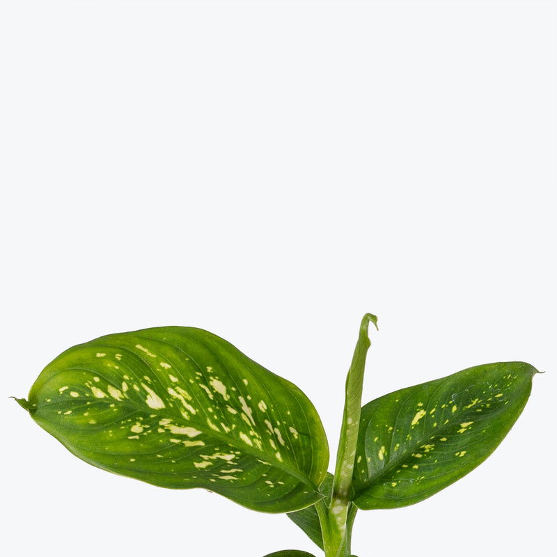 Dieffenbachia Rudolph