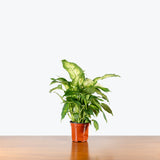 Dieffenbachia Star Bright — 4" Pot