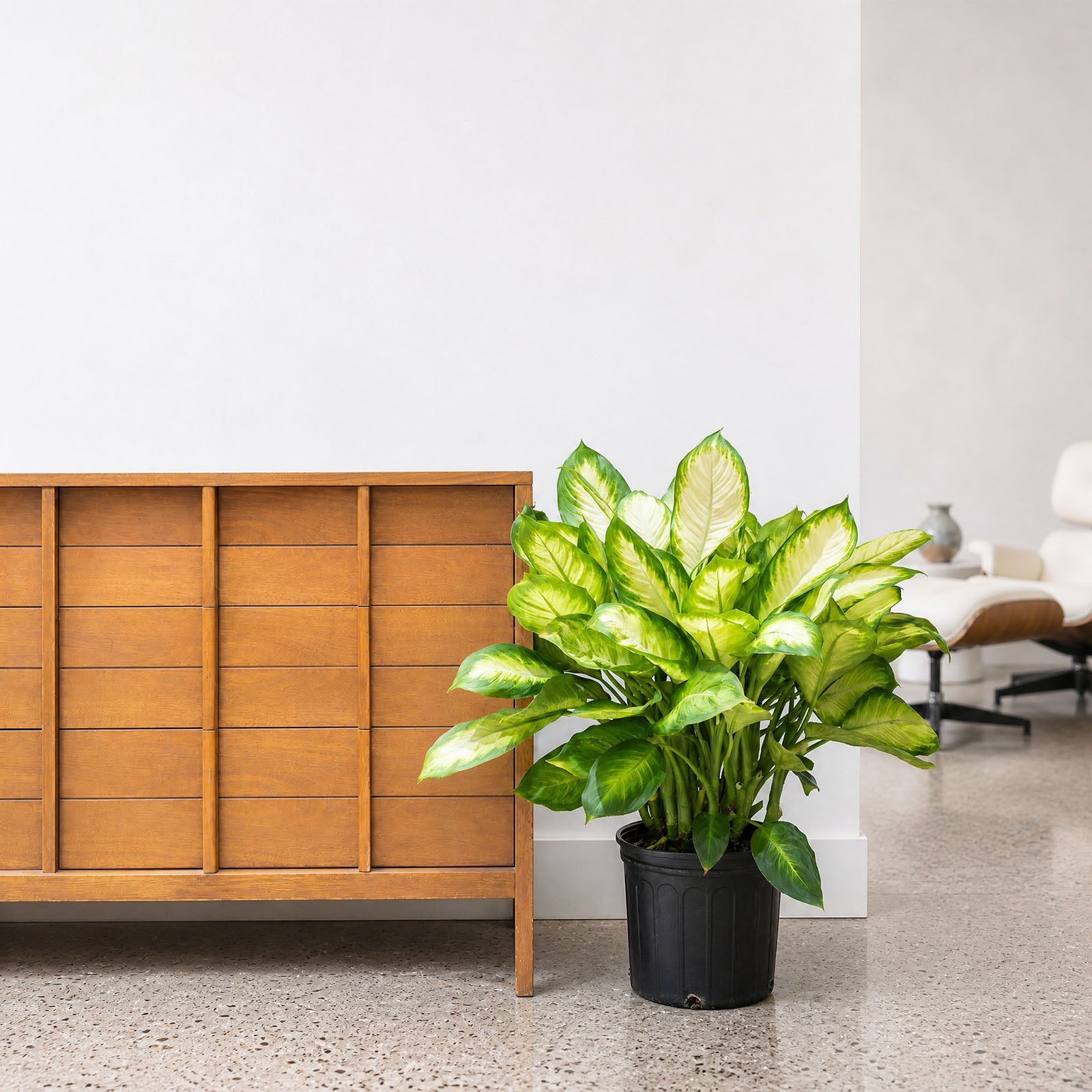 Dieffenbachia Tropic Marianne | Care Guide and Pro Tips - Delivery from Toronto across Canada - JOMO Studio