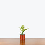 Dieffenbachia White Etna — 4" Pot