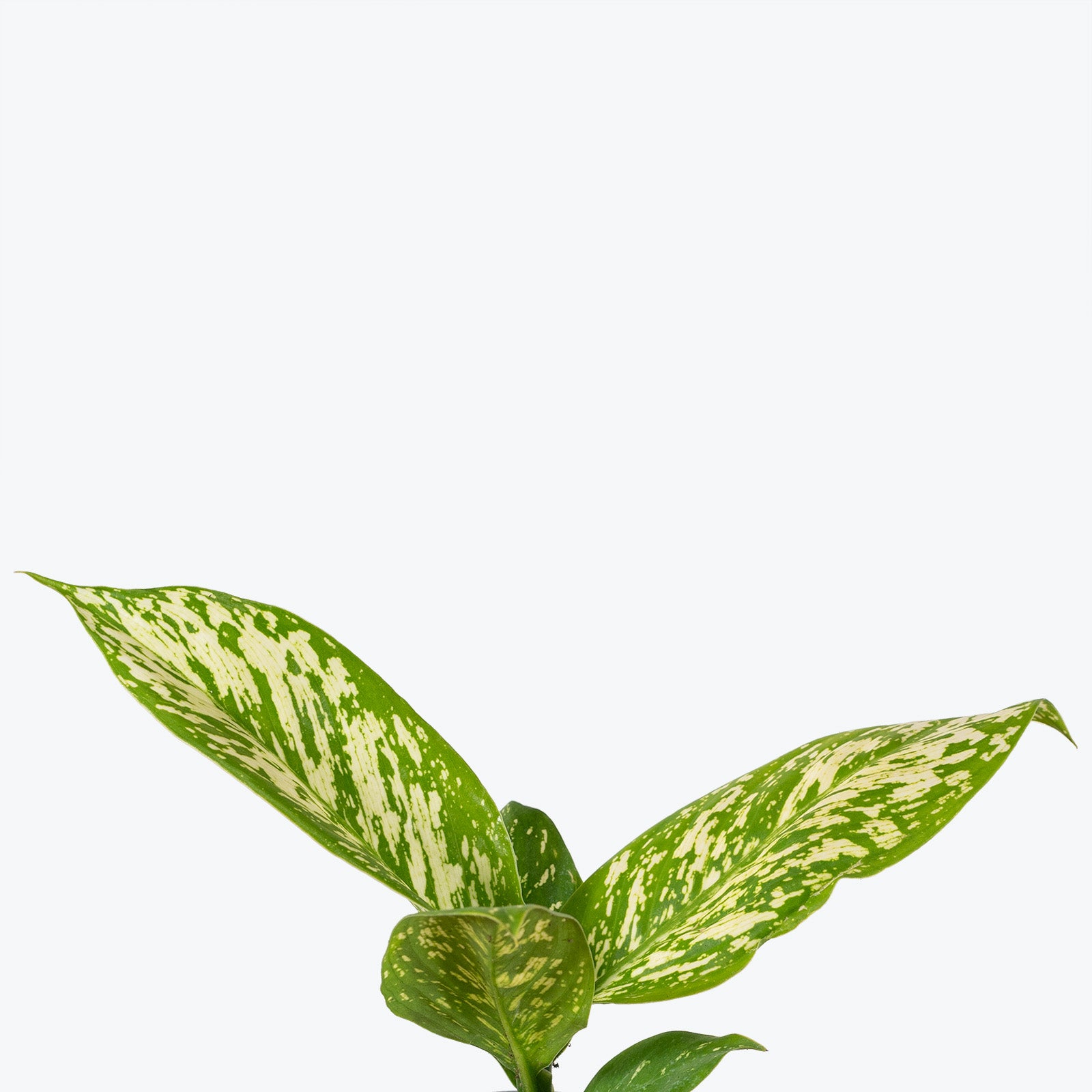 Dieffenbachia White Etna - House Plants Delivery Toronto - JOMO Studio