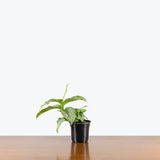 Dieffenbachia Memoria Corsii — 4" Pot