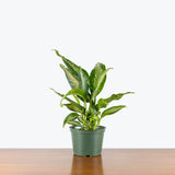 Dieffenbachia Panther — 6" Pot