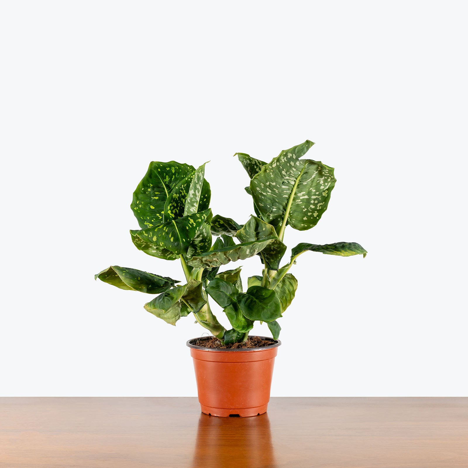 Dieffenbachia Reflector | Care Guide and Pro Tips - Delivery from Toronto across Canada - JOMO Studio