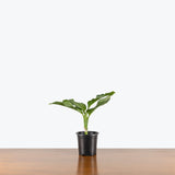 Dieffenbachia Tiki — 4" Pot