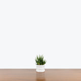 Succulent 101 Workshop — Coming soon! / 7pm