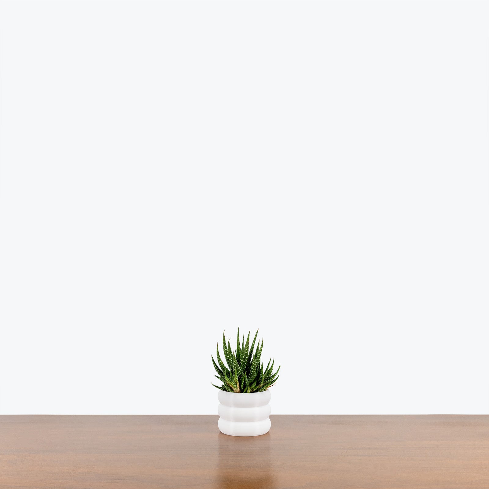 Succulent 101 Workshop