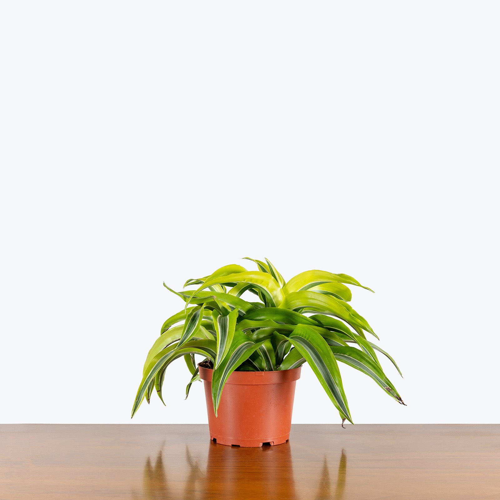 Dracaena Lemon Surprise | Care Guide and Pro Tips - Delivery from Toronto across Canada - JOMO Studio