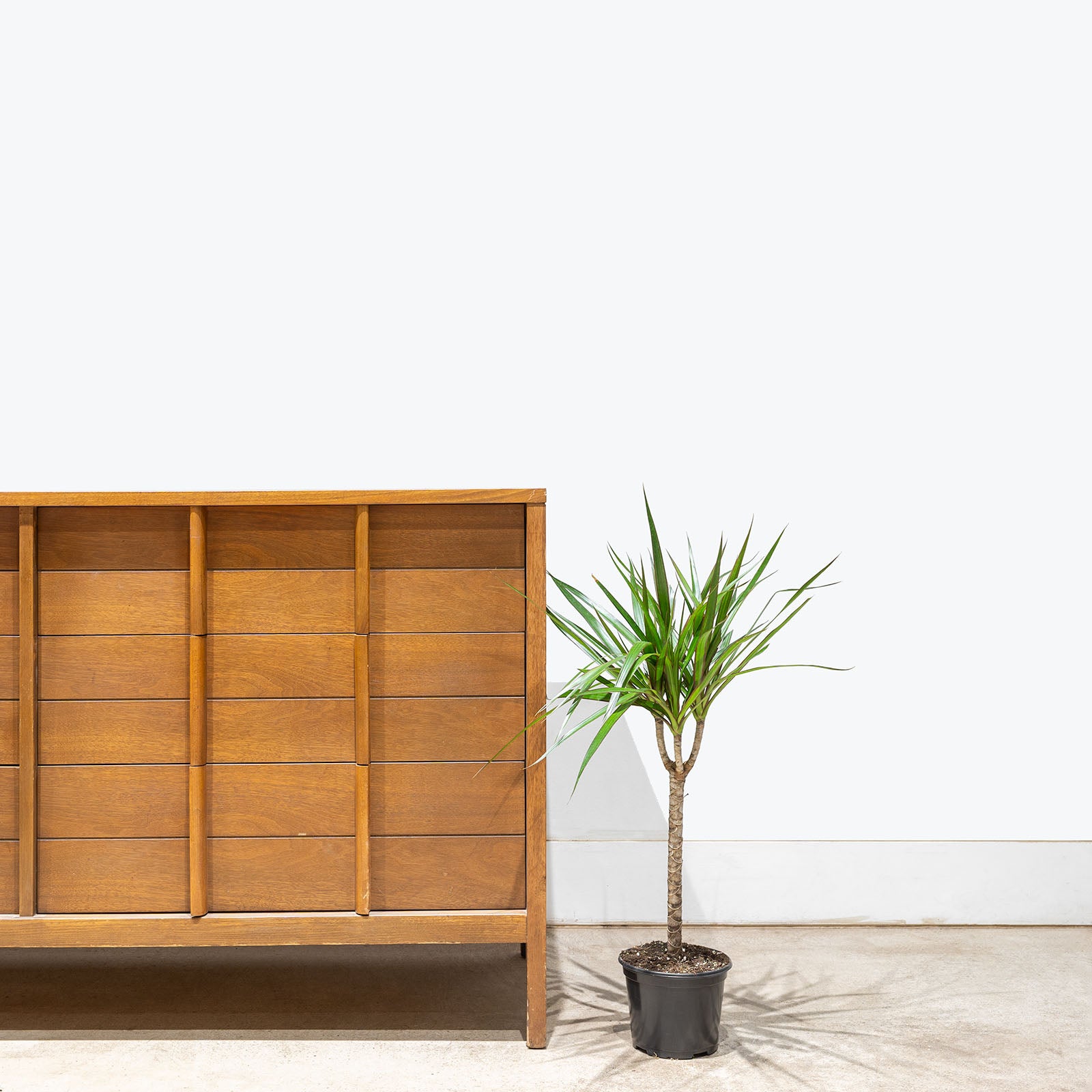 Dracaena Marginata | Care Guide and Pro Tips - Delivery from Toronto across Canada - JOMO Studio