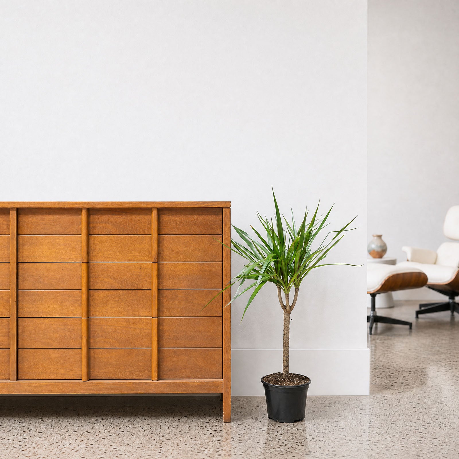 Dracaena Marginata | Care Guide and Pro Tips - Delivery from Toronto across Canada - JOMO Studio