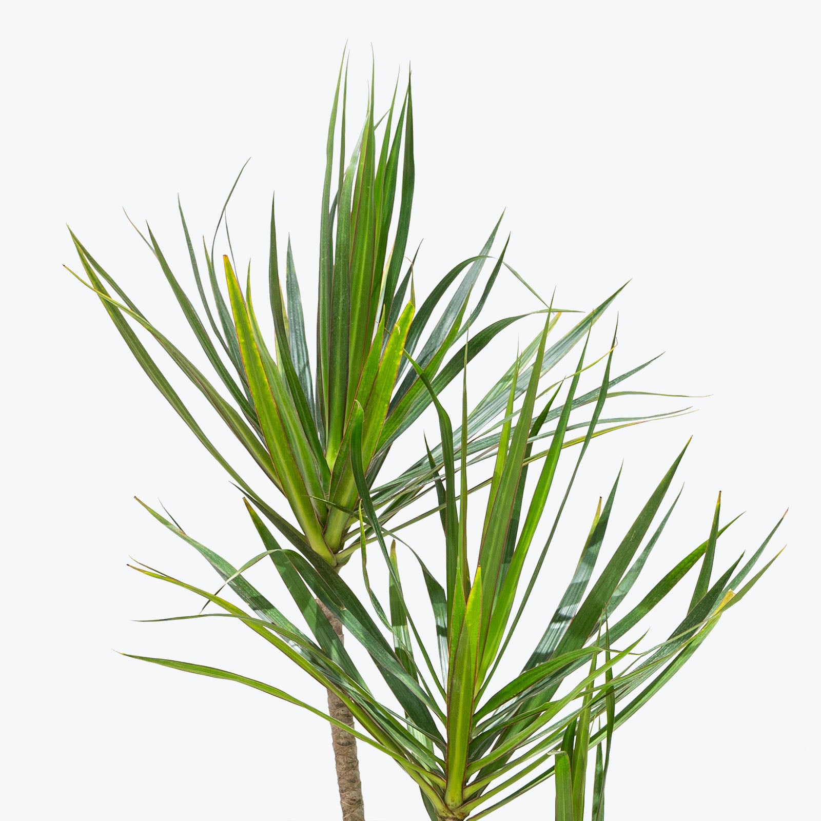 Dracaena Marginata Staggered | Care Guide and Pro Tips - Delivery from Toronto across Canada - JOMO Studio
