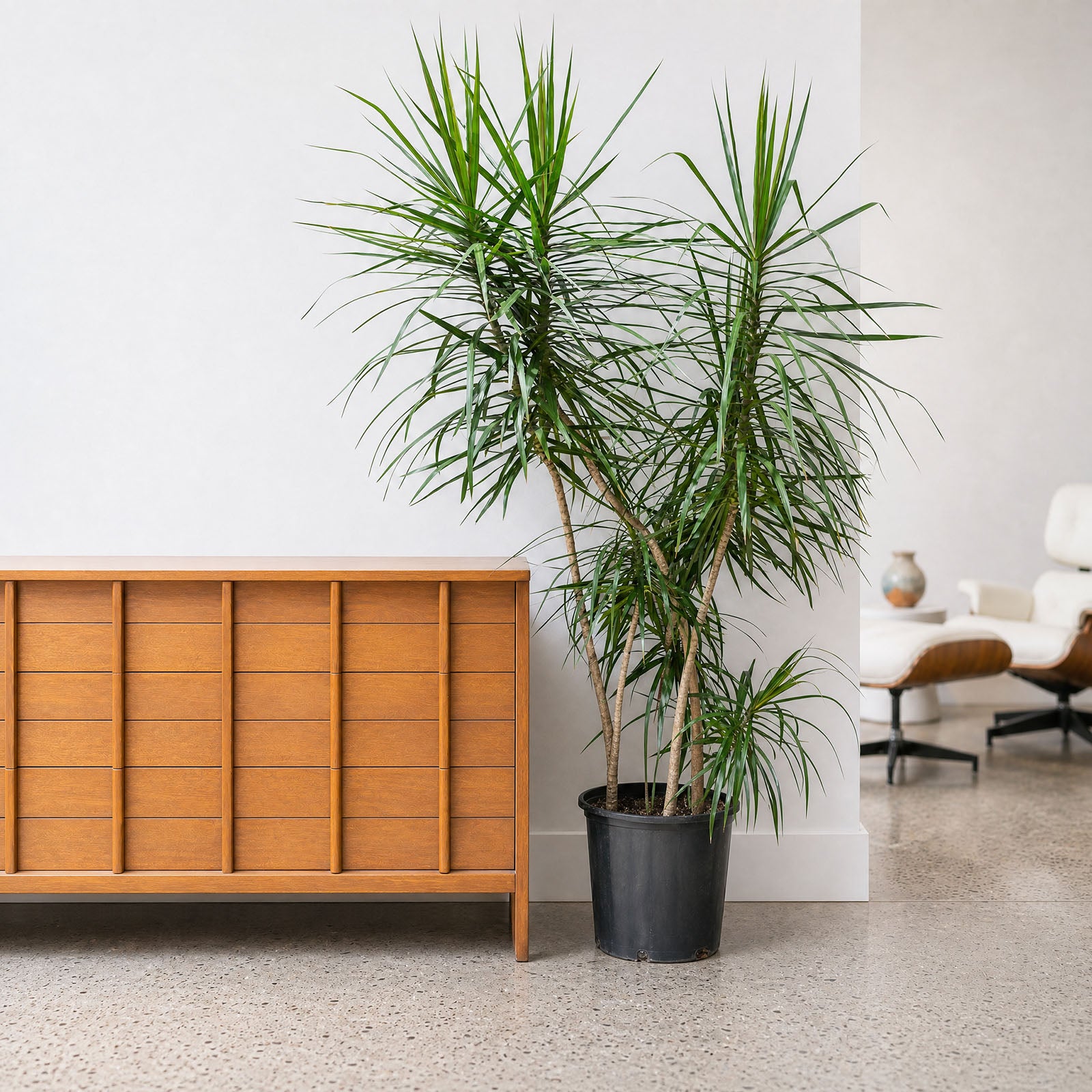 Dracaena Marginata Staggered | Care Guide and Pro Tips - Delivery from Toronto across Canada - JOMO Studio