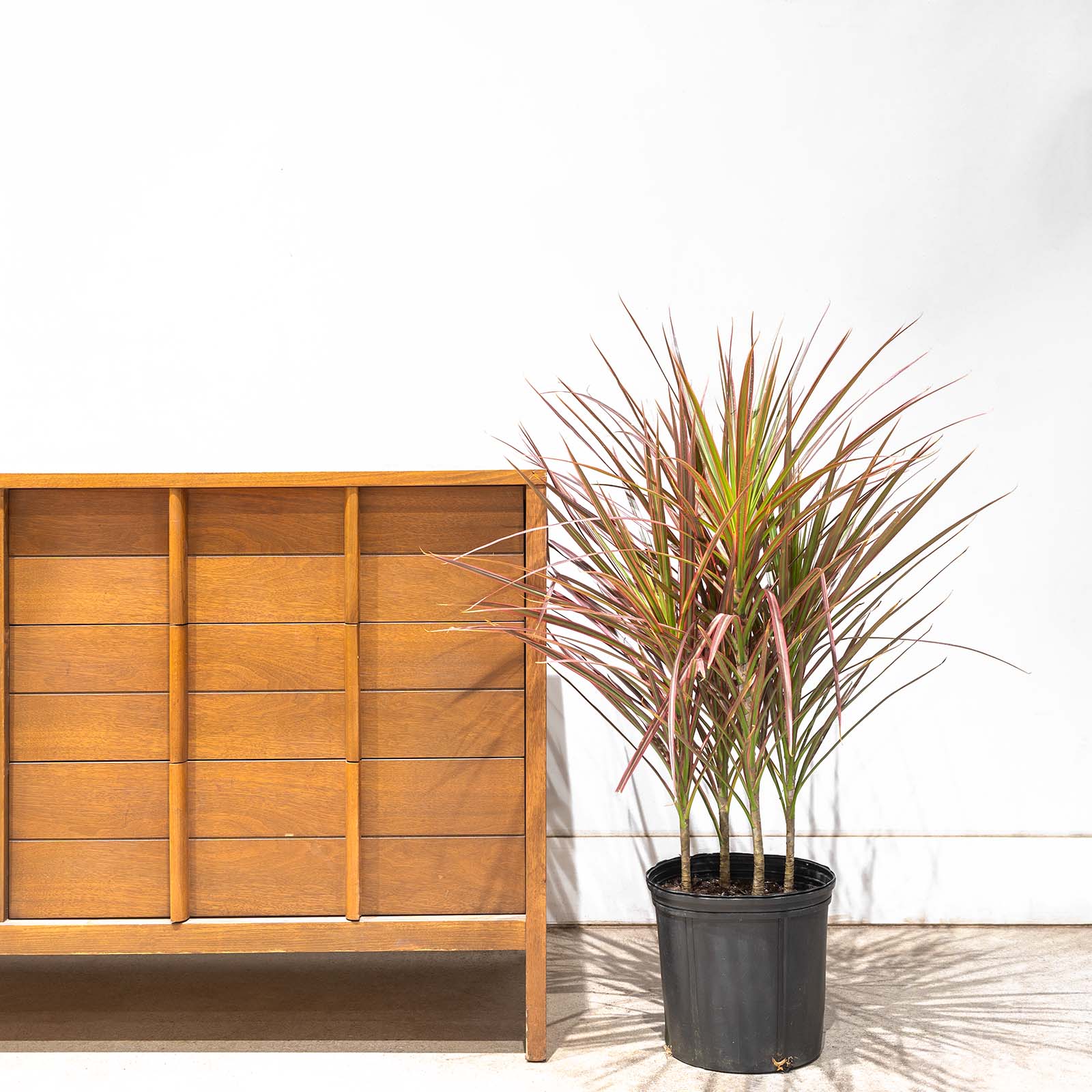 Dracaena Marginata Tricolor | Care Guide and Pro Tips - Delivery from Toronto across Canada - JOMO Studio