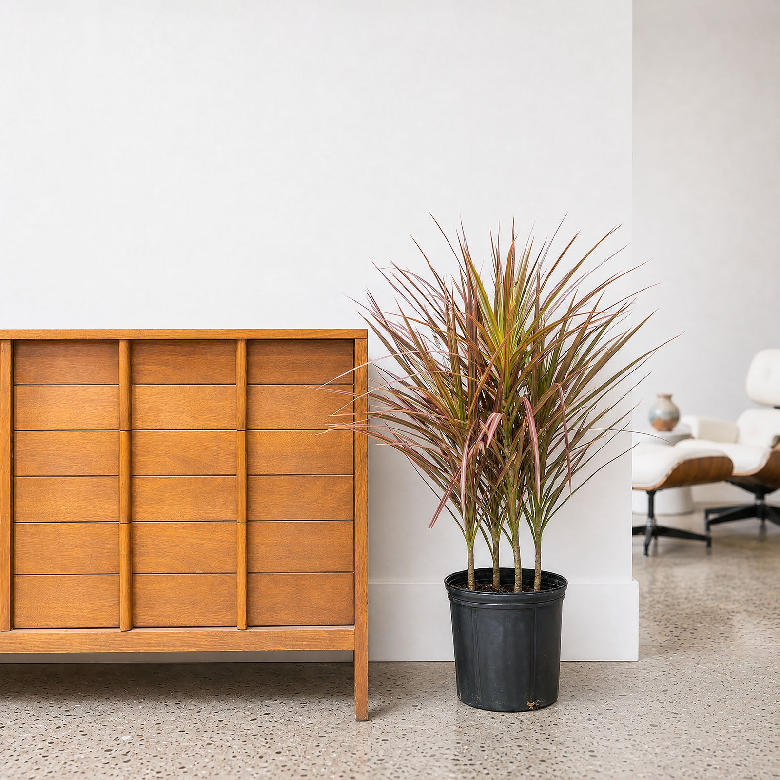 Dracaena Marginata Tricolor | Care Guide and Pro Tips - Delivery from Toronto across Canada - JOMO Studio