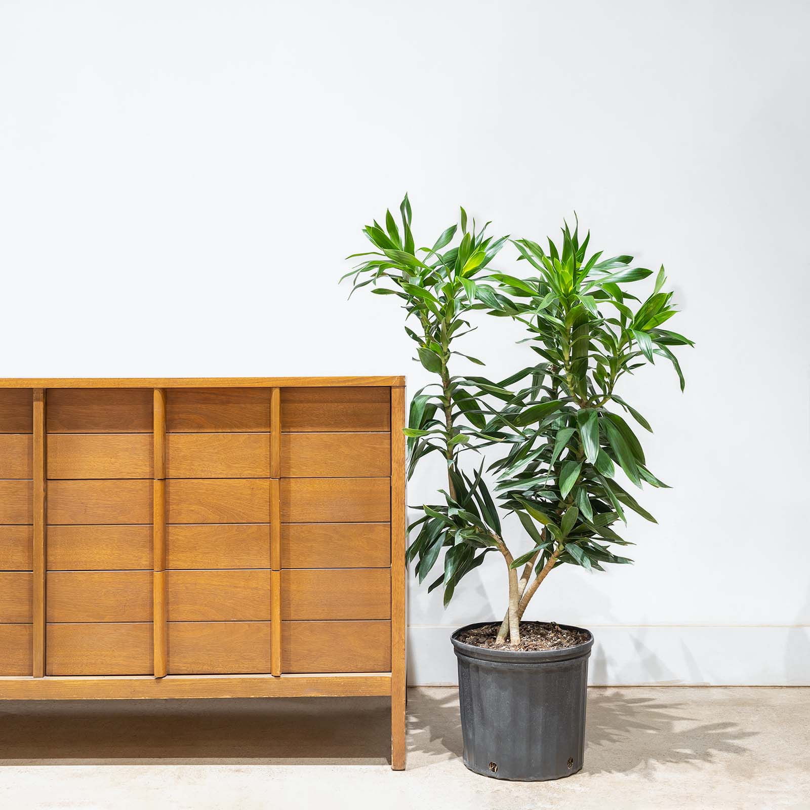 Dracaena Reflexa | Song of India | Care Guide and Pro Tips - Delivery from Toronto across Canada - JOMO Studio
