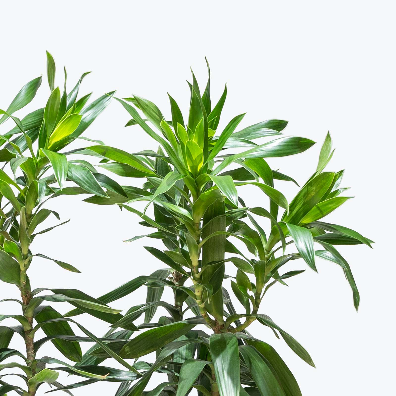 Dracaena Reflexa - Song of India - House Plants Delivery Toronto - JOMO Studio