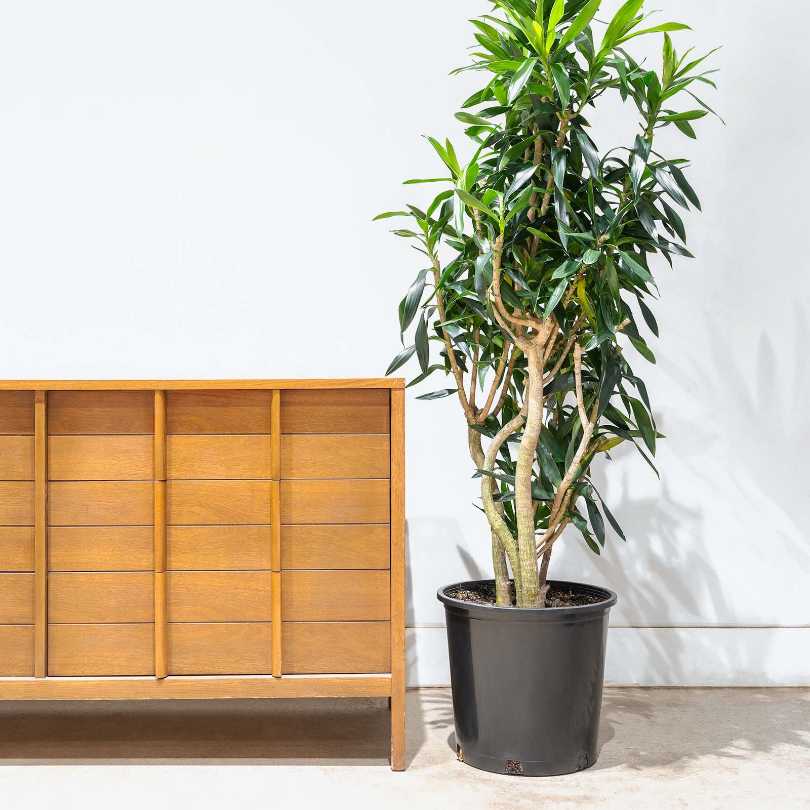 Dracaena Reflexa | Song of India | Care Guide and Pro Tips - Delivery from Toronto across Canada - JOMO Studio