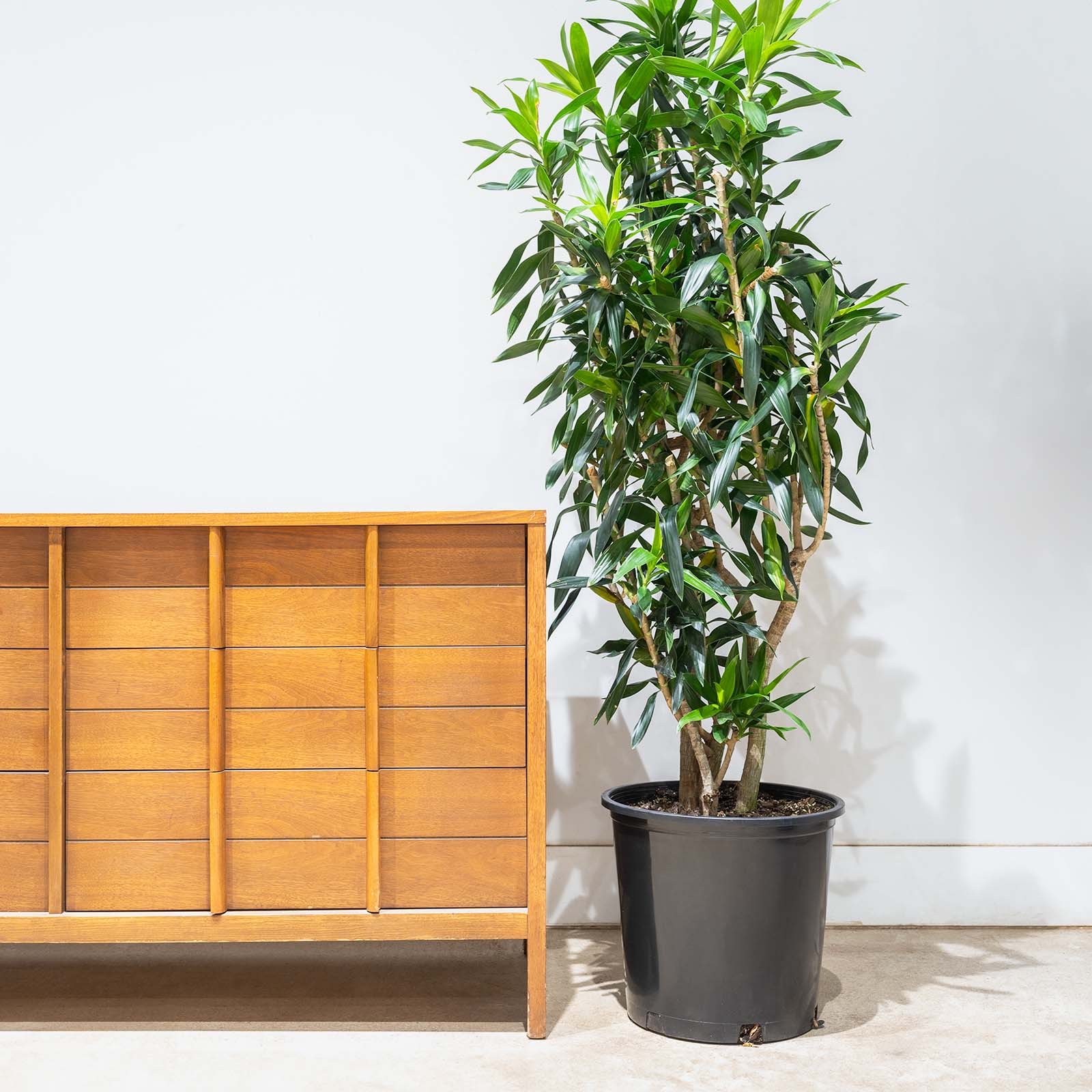 Dracaena Reflexa | Song of India | Care Guide and Pro Tips - Delivery from Toronto across Canada - JOMO Studio