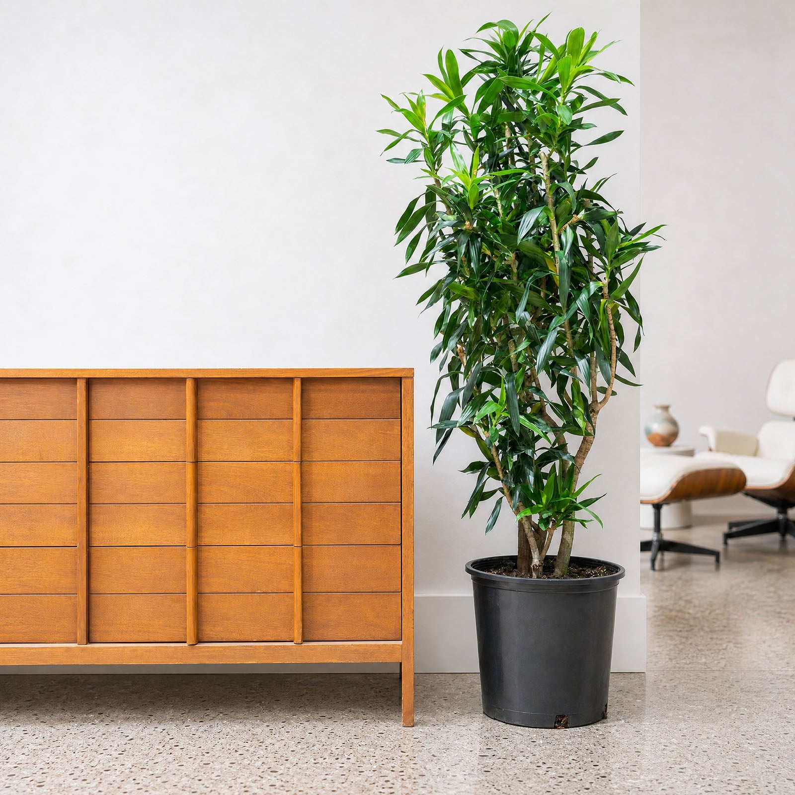 Dracaena Reflexa | Song of India | Care Guide and Pro Tips - Delivery from Toronto across Canada - JOMO Studio