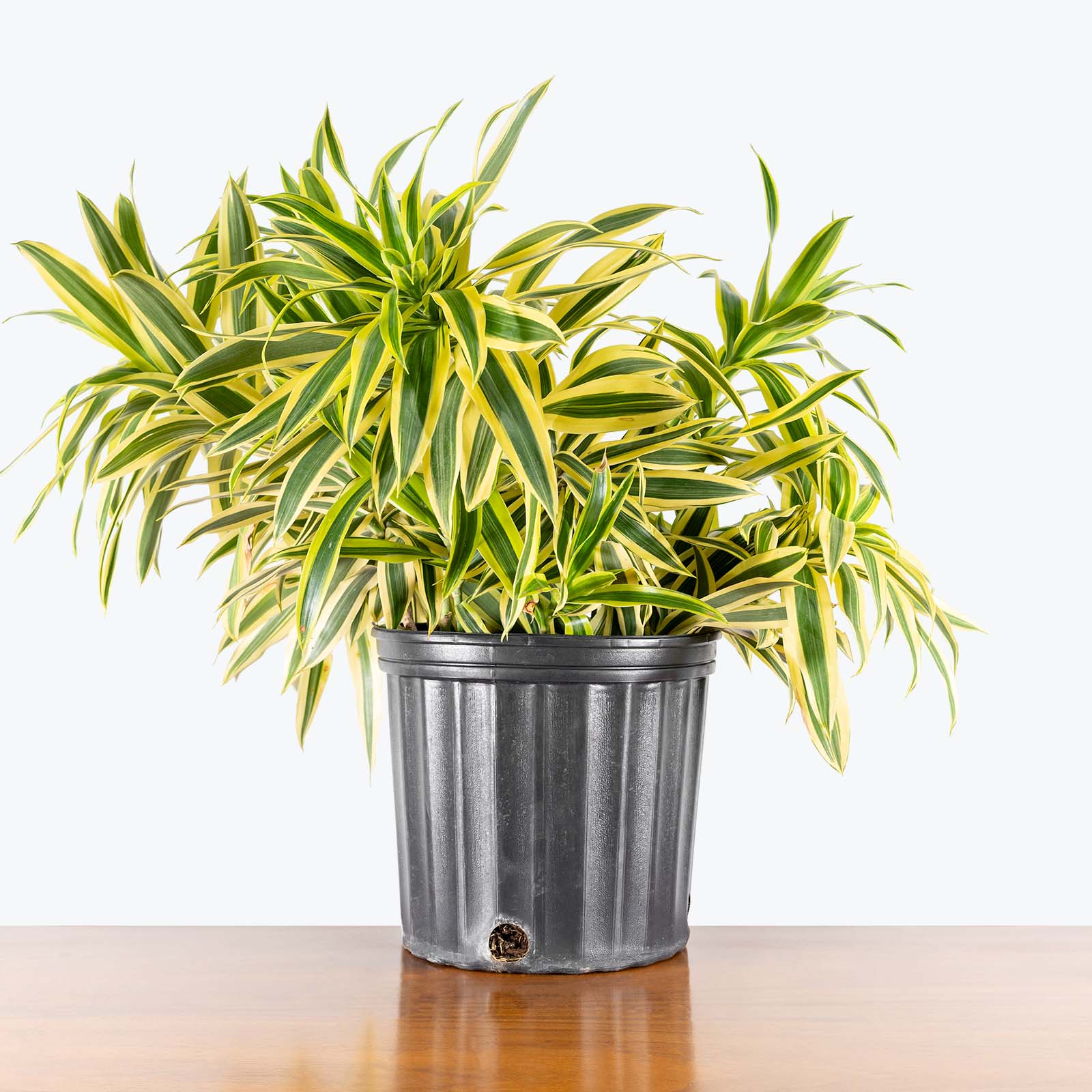 Dracaena Reflexa Variegata - Song of India - House Plants Delivery Toronto - JOMO Studio