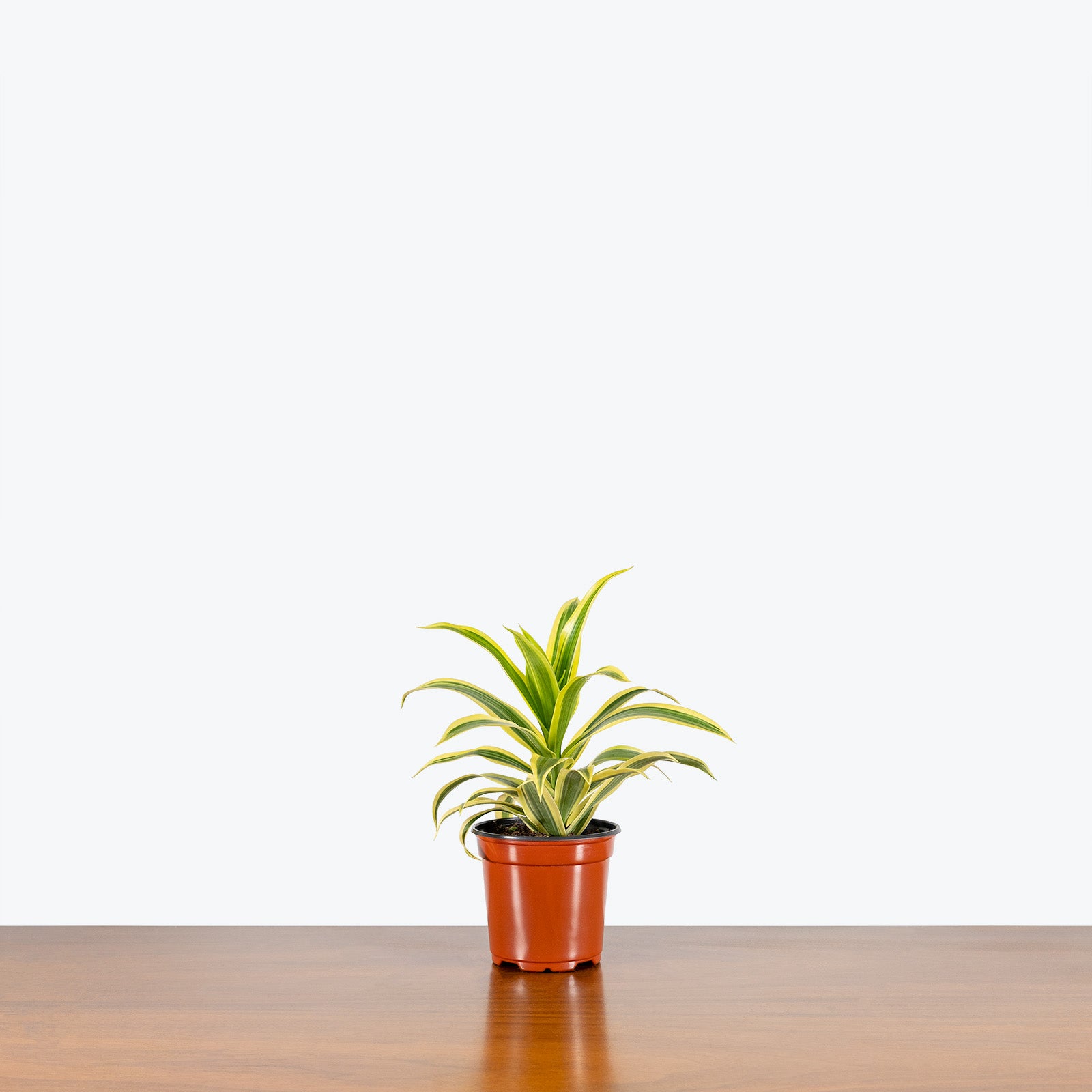 Dracaena Reflexa Variegata - Song of India - House Plants Delivery Toronto - JOMO Studio