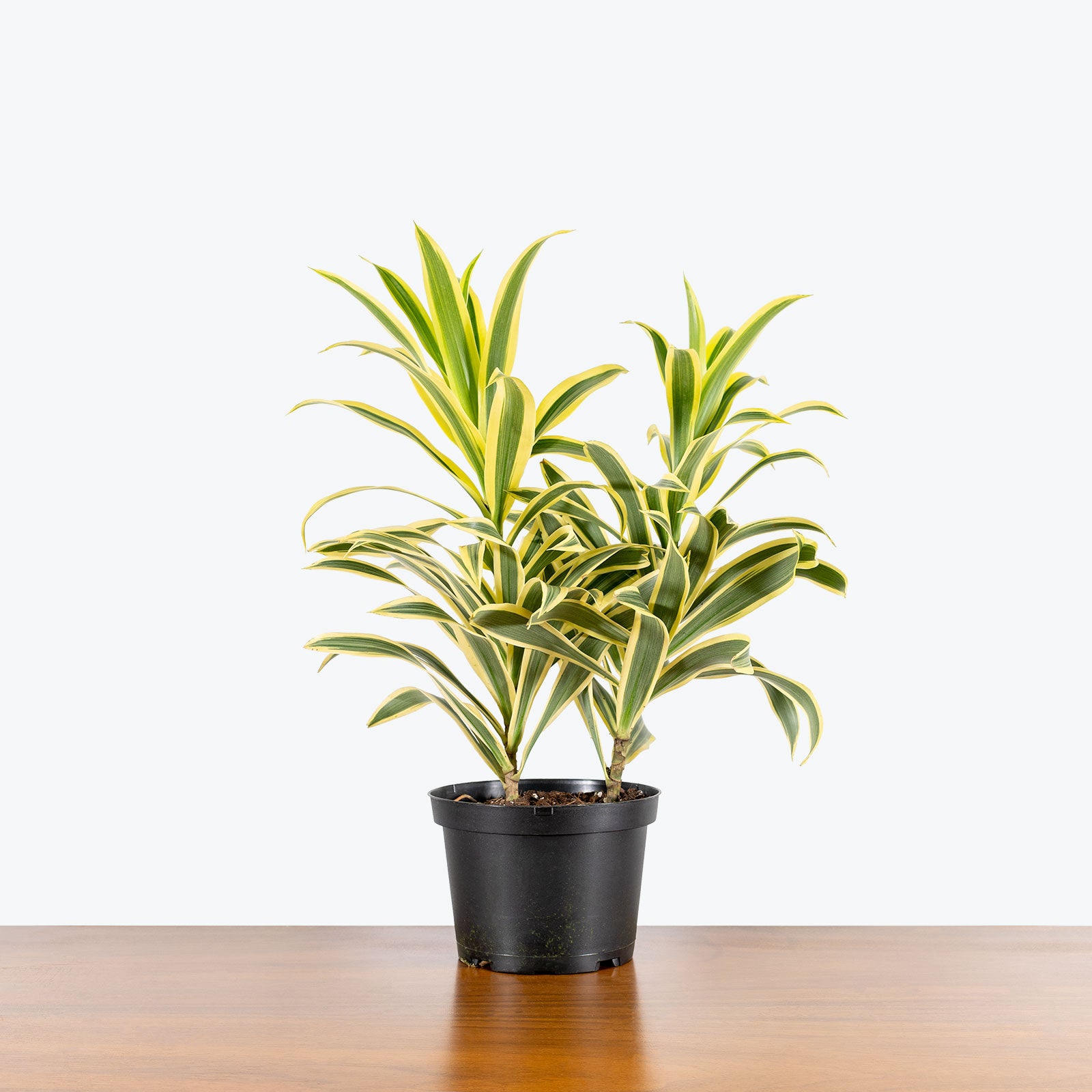 Dracaena Reflexa Variegata - Song of India - House Plants Delivery Toronto - JOMO Studio