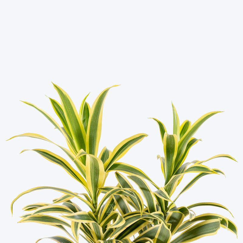 Dracaena Reflexa Variegata | Variegated Song of India | Care Guide and Pro Tips - Delivery from Toronto across Canada - JOMO Studio