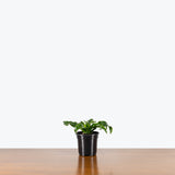 Dracaena Twister — 4" Pot