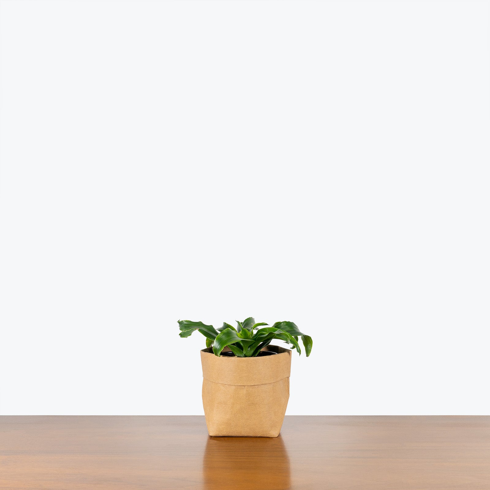 Dracaena Twister - House Plants Delivery Toronto - JOMO Studio