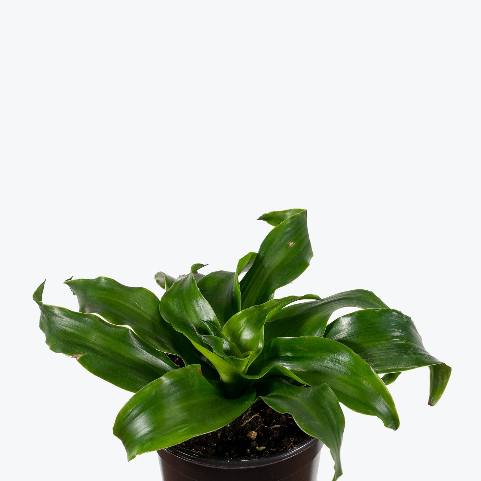 Dracaena Twister - House Plants Delivery Toronto - JOMO Studio