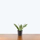Dracaena White Surprise — 4" Pot