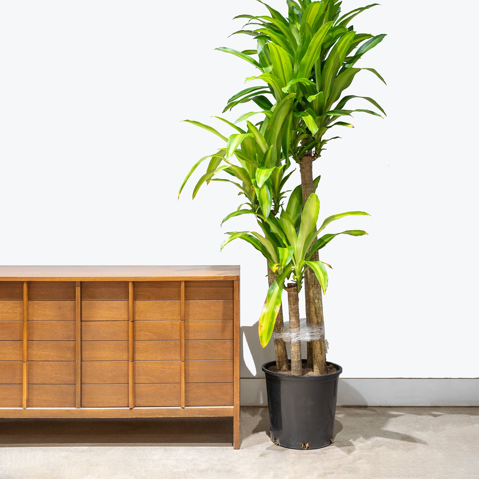 Dracaena Fragrans Massangeana | Mass Cane | Corn Plant | Care Guide and Pro Tips - Delivery from Toronto across Canada - JOMO Studio