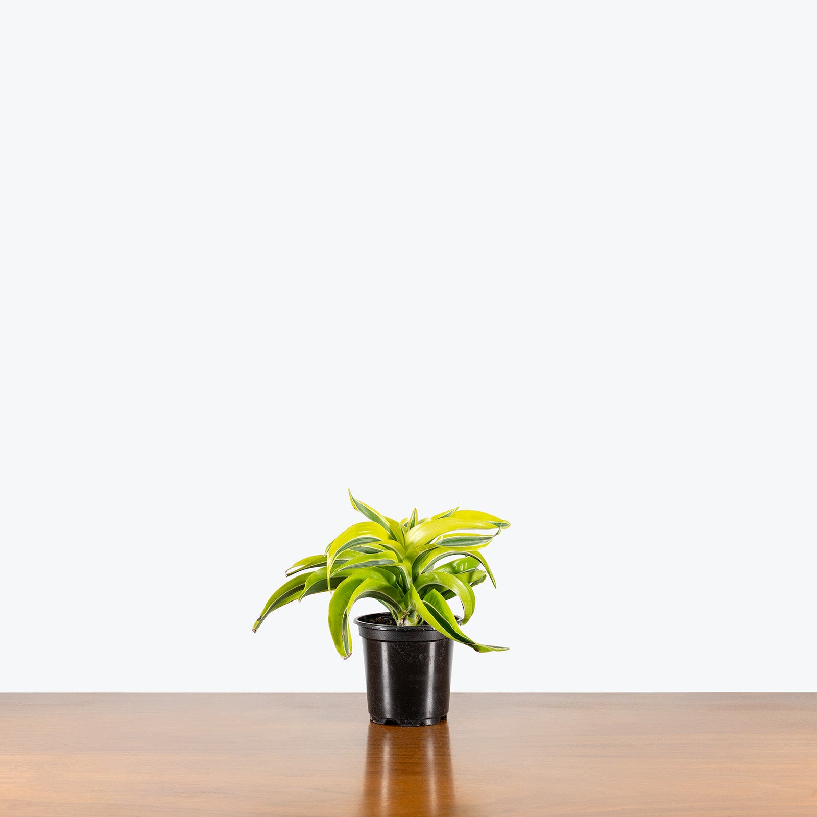 Dracaena Lemon Surprise | Care Guide and Pro Tips - Delivery from Toronto across Canada - JOMO Studio
