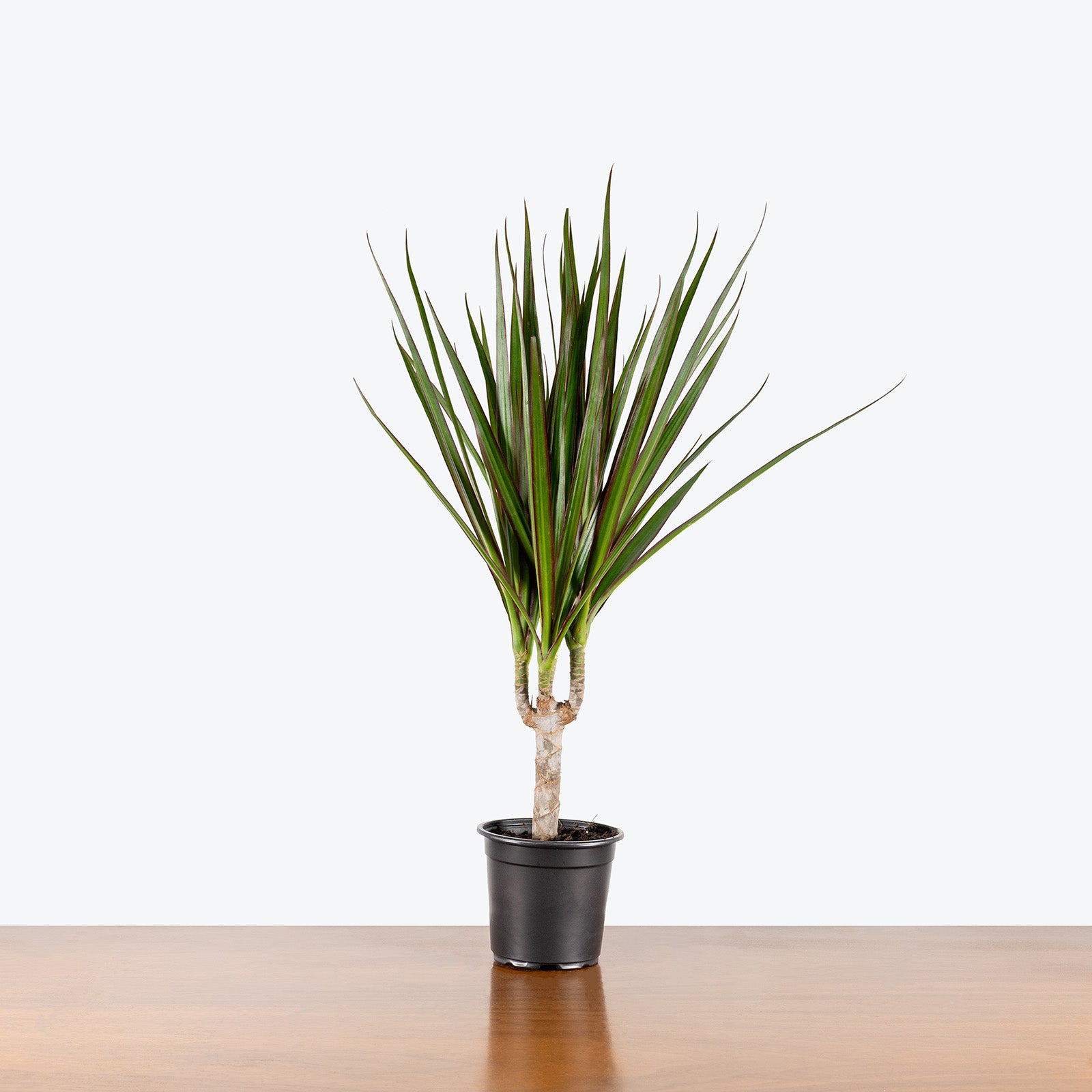 Dracaena Marginata | Care Guide and Pro Tips - Delivery from Toronto across Canada - JOMO Studio