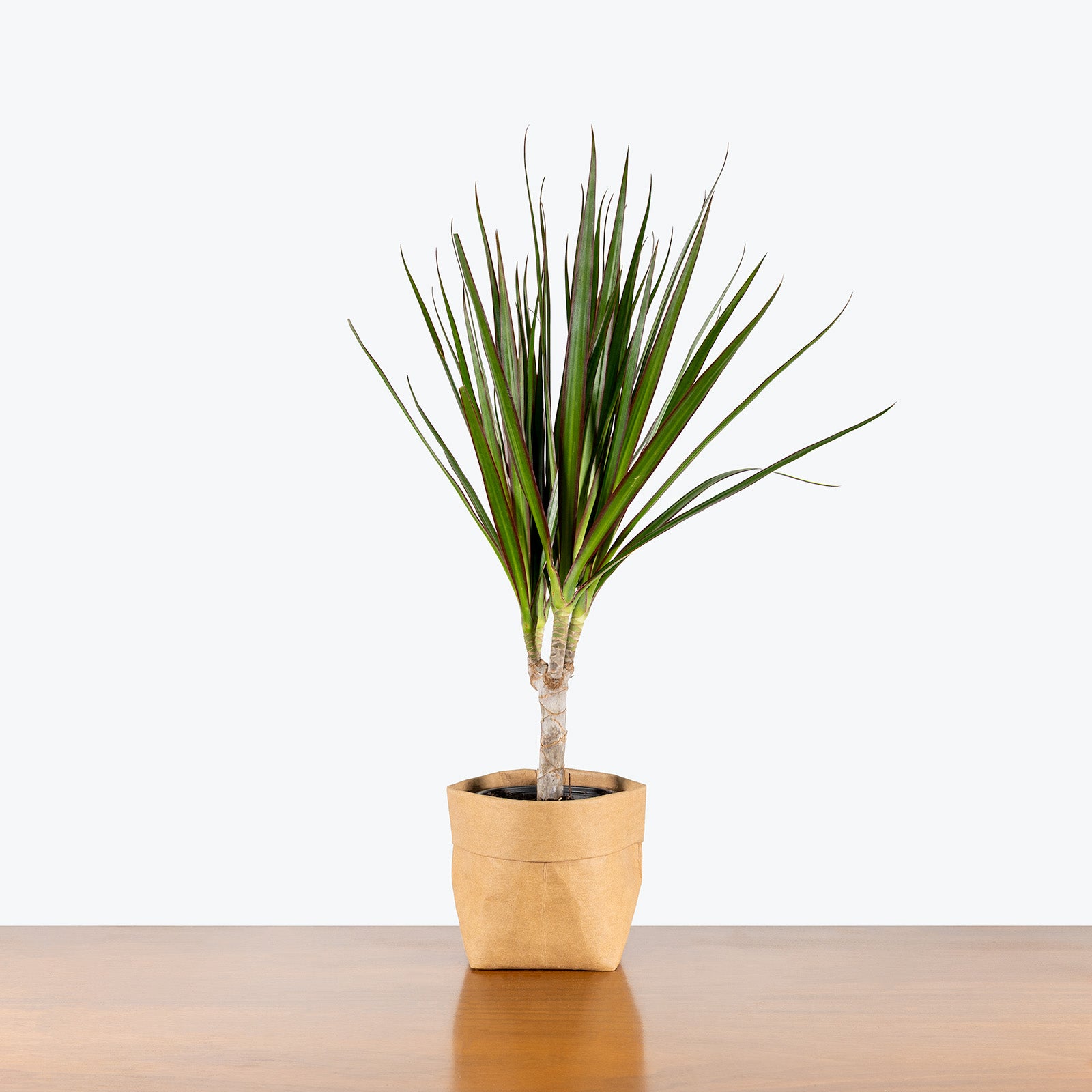 Dracaena Marginata | Care Guide and Pro Tips - Delivery from Toronto across Canada - JOMO Studio