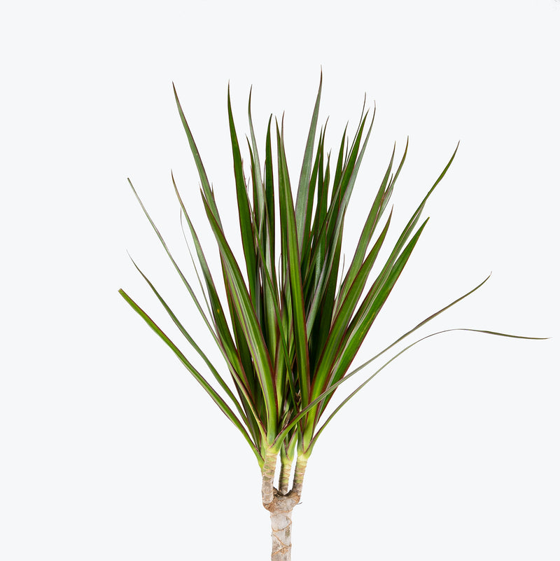 Dracaena Marginata | Care Guide and Pro Tips - Delivery from Toronto across Canada - JOMO Studio
