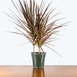 Dracaena Marginata Tricolor — 6" Pot