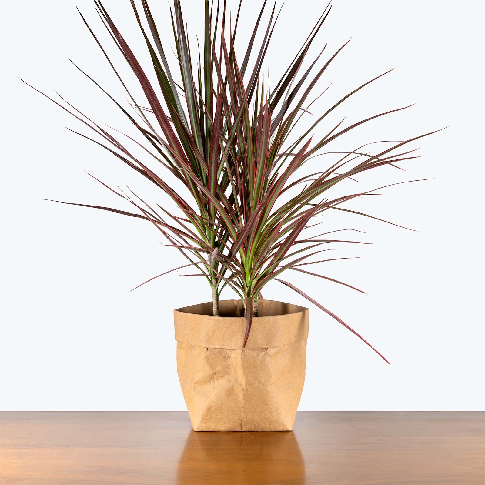 Dracaena Marginata Tricolor | Care Guide and Pro Tips - Delivery from Toronto across Canada - JOMO Studio