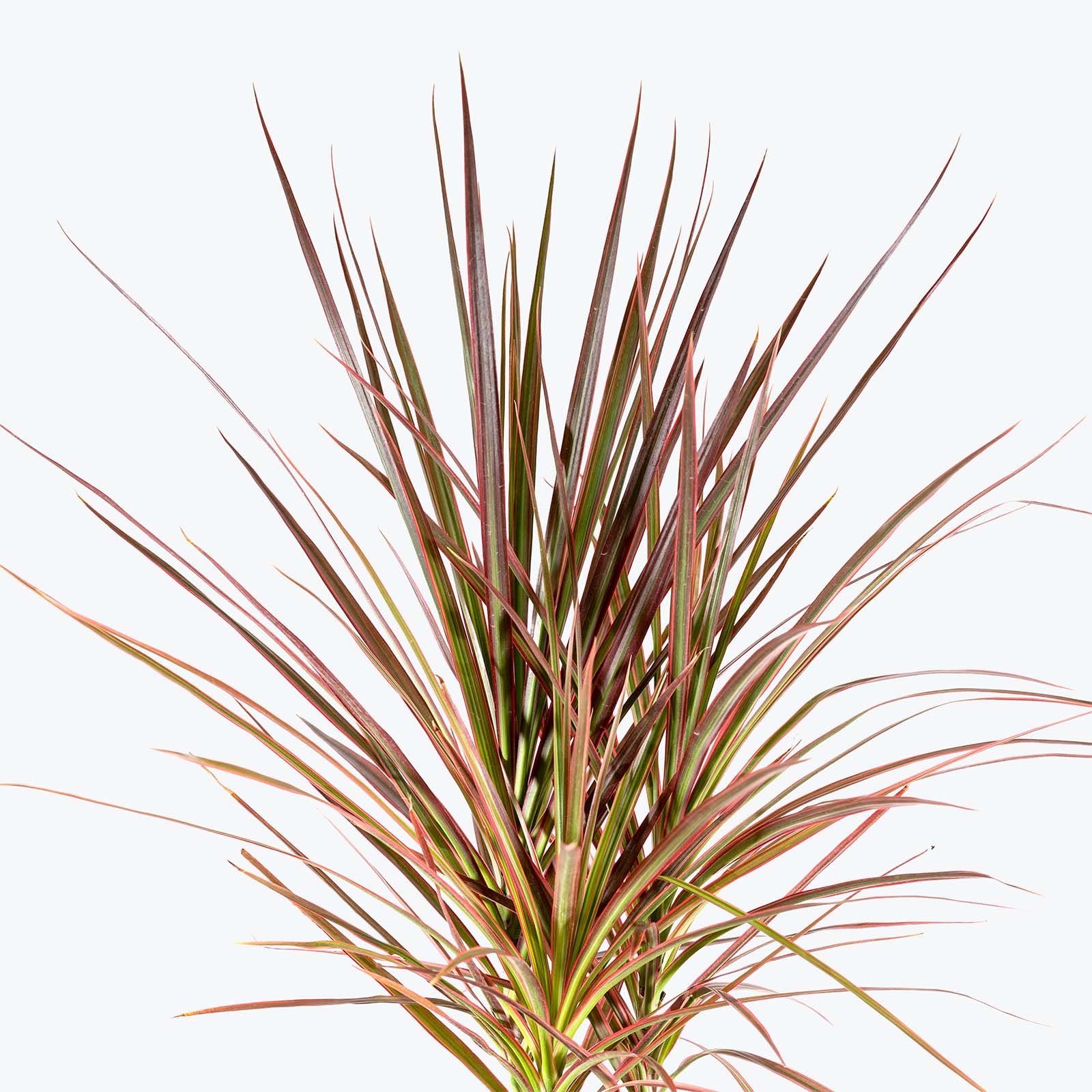 Dracaena Marginata Tricolor | Care Guide and Pro Tips - Delivery from Toronto across Canada - JOMO Studio
