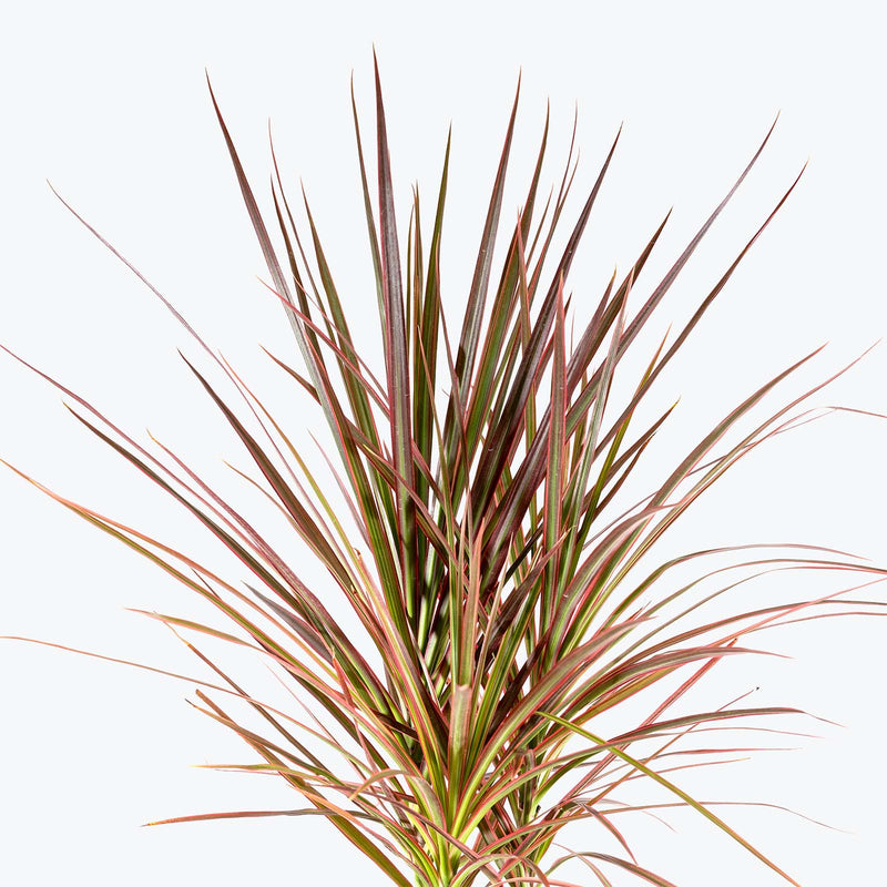 Dracaena Marginata Tricolor | Care Guide and Pro Tips - Delivery from Toronto across Canada - JOMO Studio