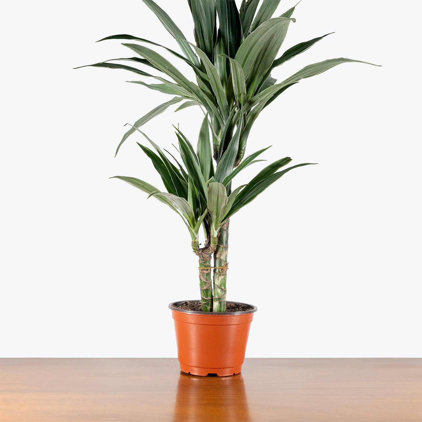 Dracaena Warneckii | Air Purifying Easy Care Houseplants for Delivery | Care Guide and Pro Tips
